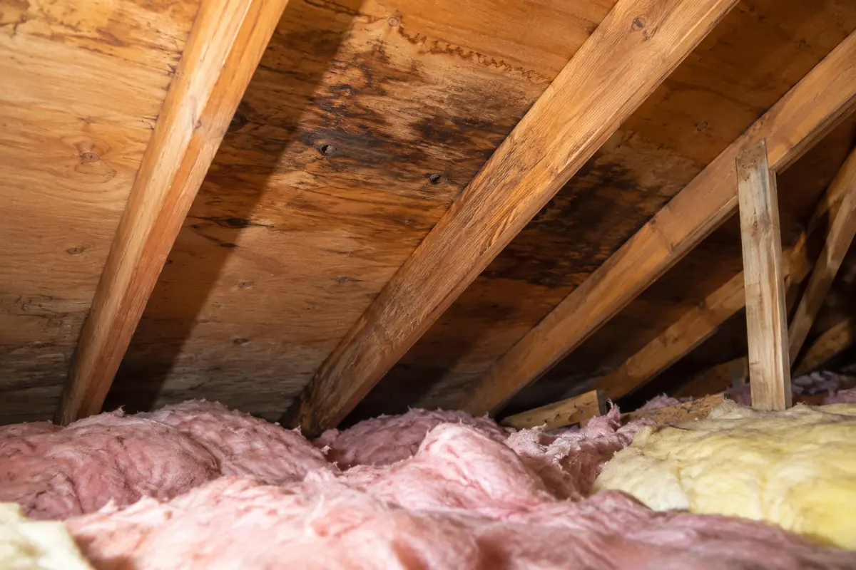 Fibreglass batts beneath attic roof framing