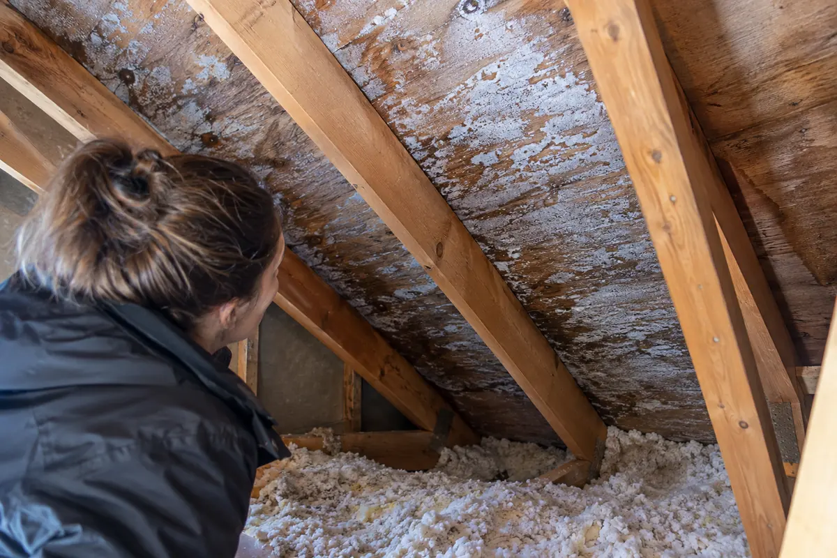 Worker assessing roof sheathing in attic